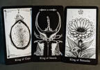 Hemiptarot - The Insect Tarot Deck | Kickstarter Leftover Stock!