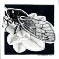 Pharaoh Cicada - 6"x6" Print