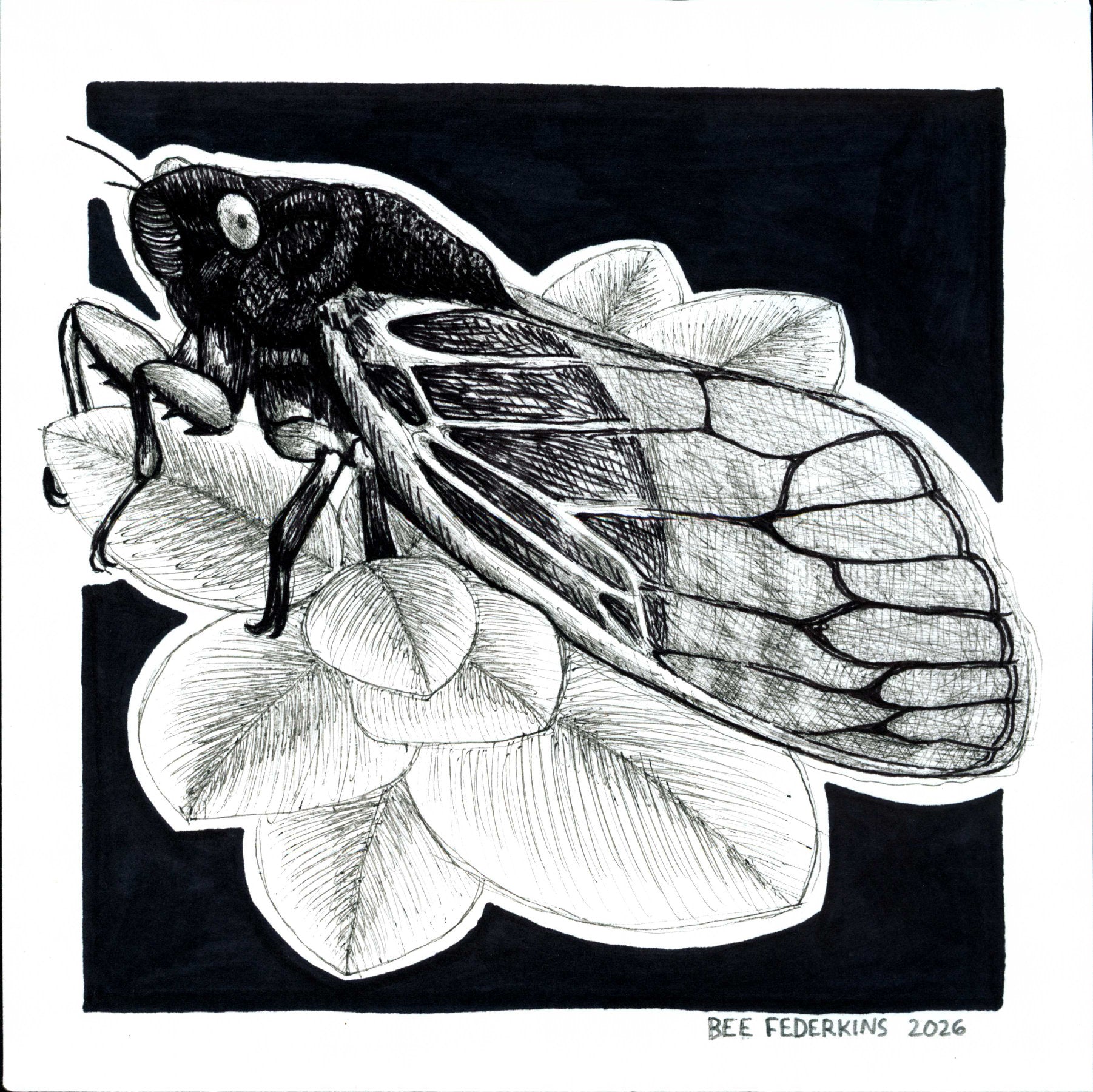 Pharaoh Cicada - 6"x6" Print