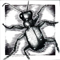 Six-Spotted Tiger Beetle - 6"x6" Print