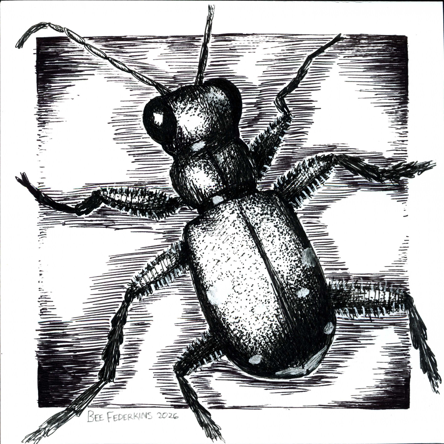 Six-Spotted Tiger Beetle - 6"x6" Print