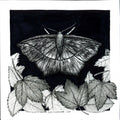 Large Maple Spanworm Moth - 6"x6" Print