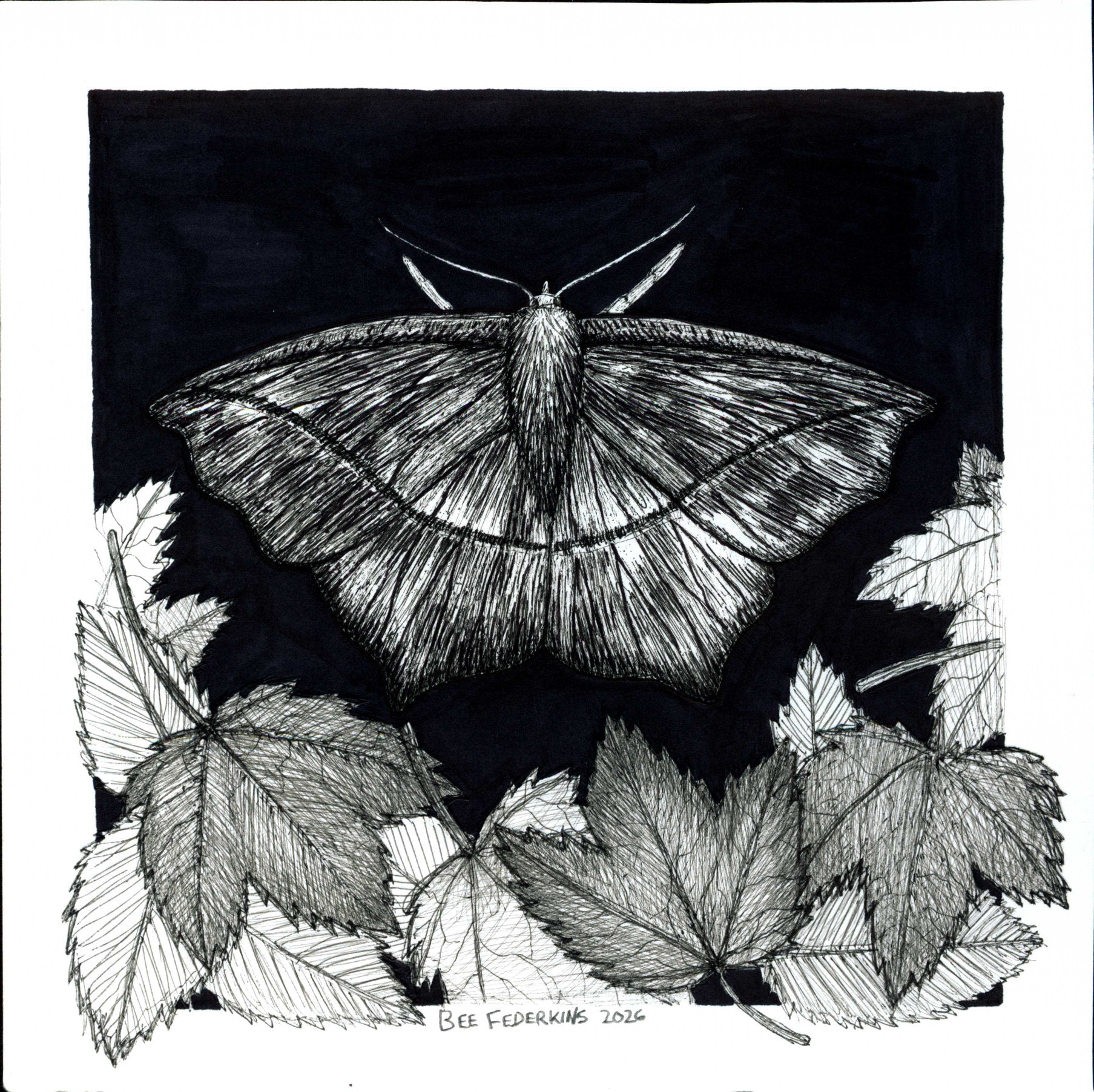 Large Maple Spanworm Moth - 6"x6" Print