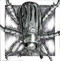 Glorious Scarab Beetle - 6"x6" Print