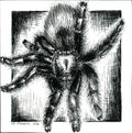 Antilles Pinktoe Tarantula - 6"x6" Print