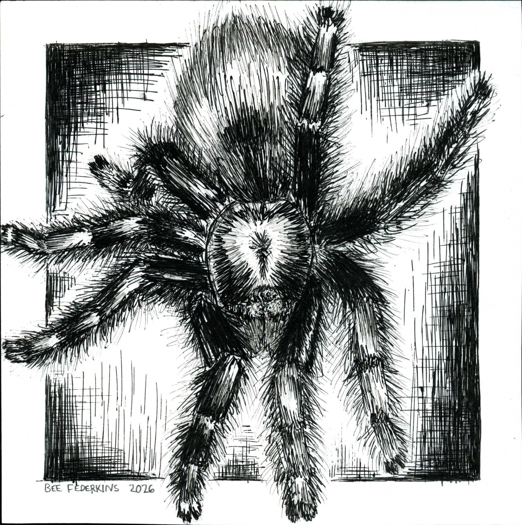 Antilles Pinktoe Tarantula - 6"x6" Print