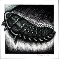 Trilobite Beetle - 6"x6" Print