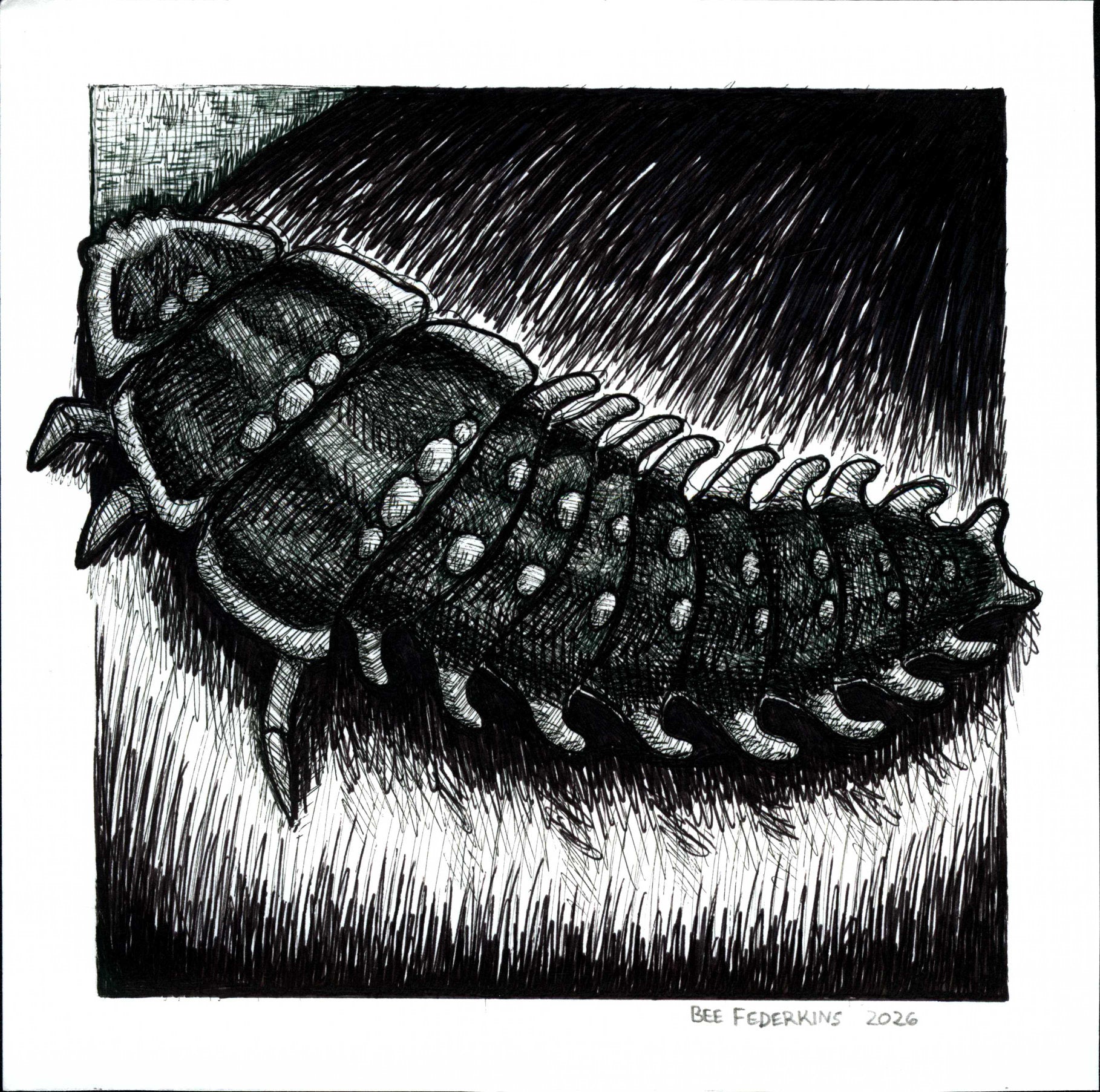 Trilobite Beetle - 6"x6" Print