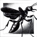 Blue Mud Dauber Wasp - 6"x6" Print