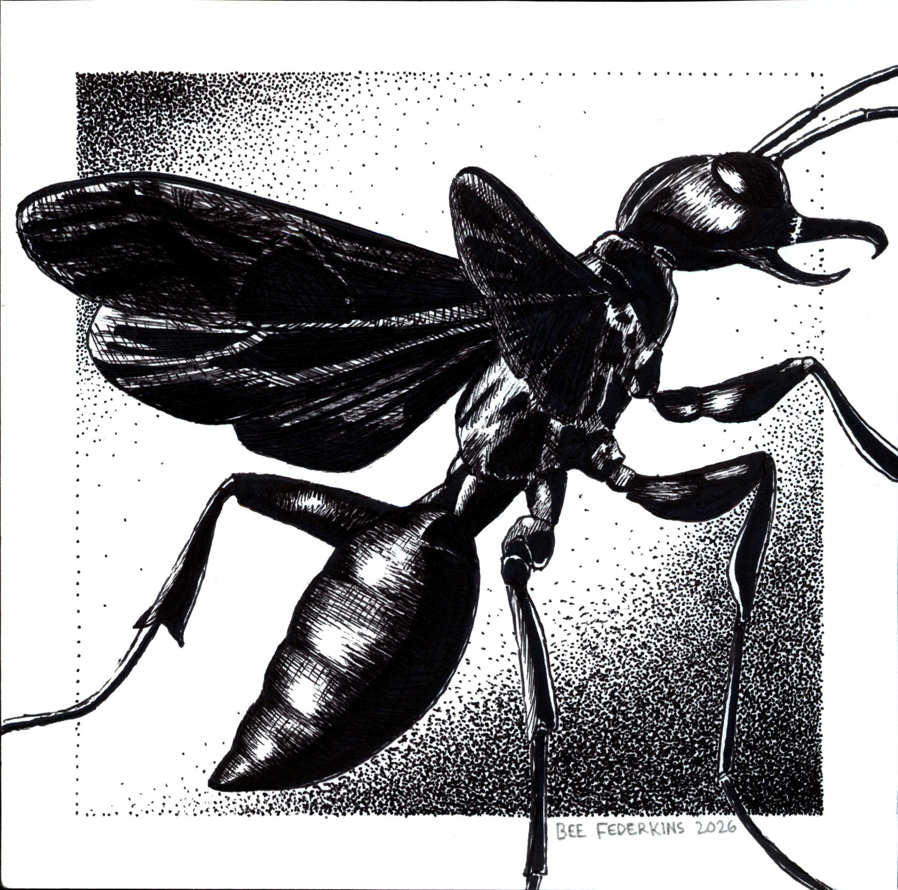 Blue Mud Dauber Wasp - 6"x6" Print