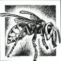European Hornet - 6"x6" Print