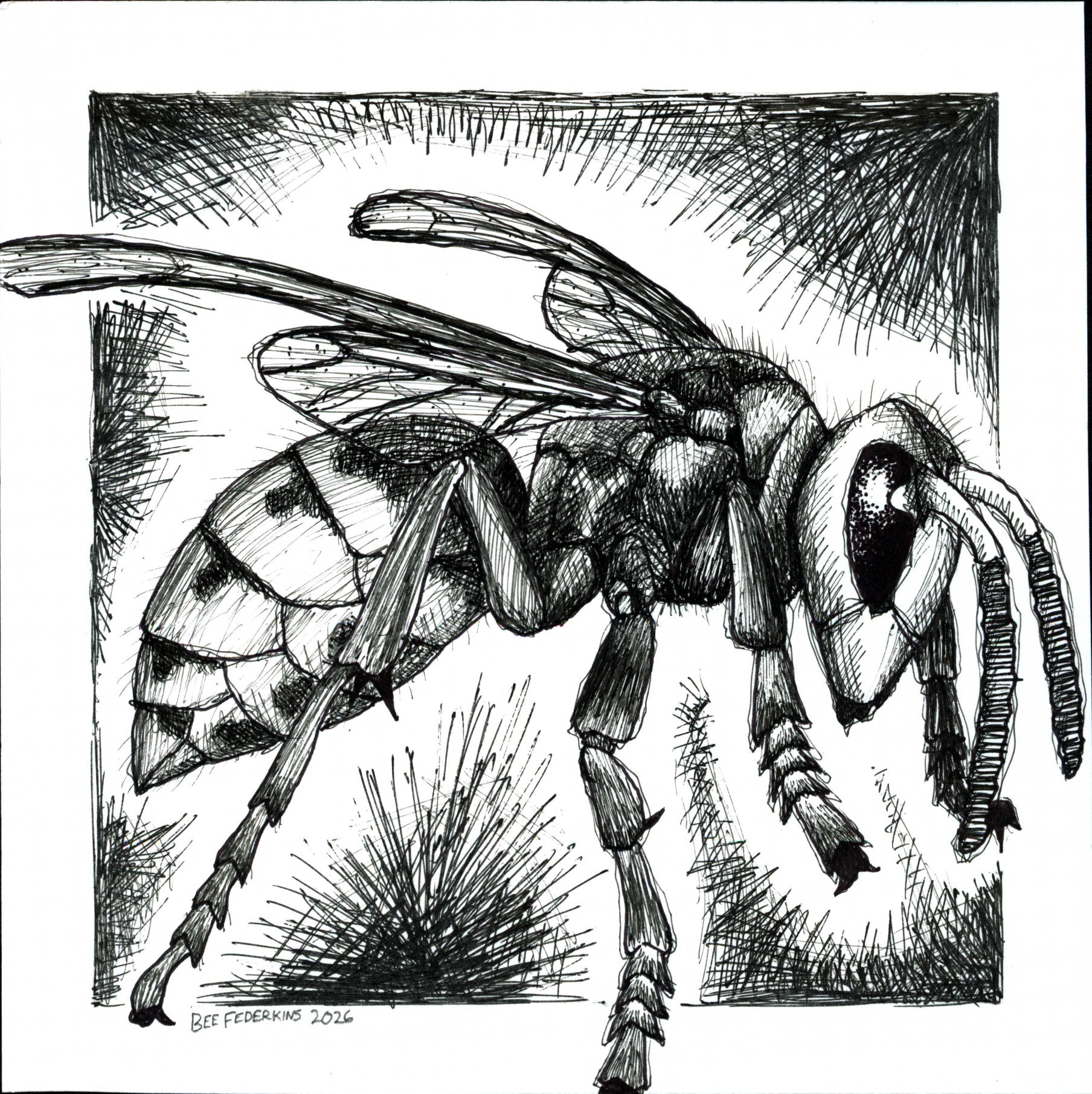 European Hornet - 6"x6" Print