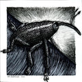 Acorn Weevil - 6"x6" Print