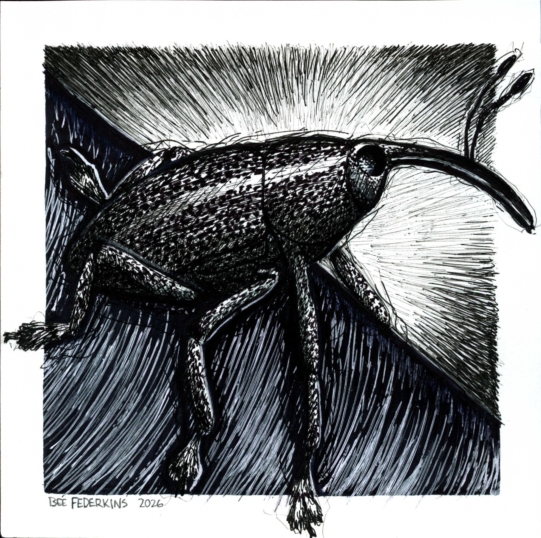 Acorn Weevil - 6"x6" Print
